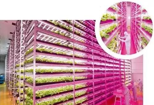 日本四大植物照明工廠 規(guī)模與技術(shù)深度解析